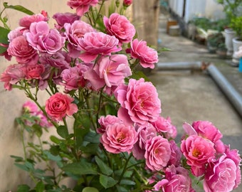 Japanese rare 'British Beats' shrub rose