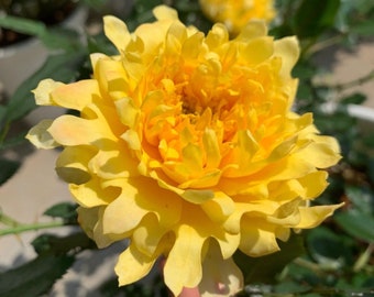 Rosa rara【Volantes de fuegos artificiales / 花火の波】-1.5 Gal OwnRoot/ Flor de crisantemo/ 烟花波浪/ Resistente al calor/ Resistente al calor/ Floración masiva/ Resistente a plagas