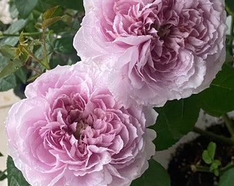 Rose【Repartir |リパルティ―ル】-1.5 Gal OwnRoot｜今井ナーセリー| Kiyoshi Ima New Varieties 2021| Heat Resistant｜Less Thorns｜Rich fragrance｜重生/重启/帕里蒂尔|木立バラ