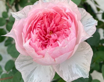 May include: A single pink and white rose with a ruffled center and a delicate, striped pattern on the outer petals.