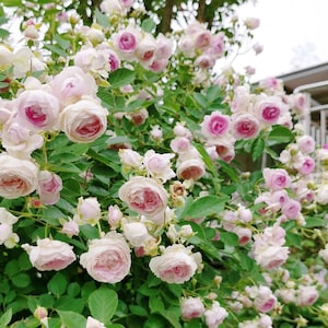 Puede incluir: Un arbusto de rosas rosadas en plena floraci&oacute;n con hojas verdes. Las rosas est&aacute;n en diferentes etapas de floraci&oacute;n, algunas est&aacute;n completamente abiertas y otras todav&iacute;a en capullo.