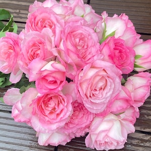 Rose【rien Rose| リアン・ローズ| 絆 】-2 Gal Ownroot Liveplant