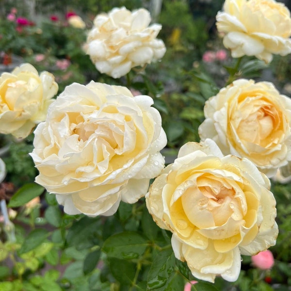Yves Rose【 Ivory Yves Piaget】Meiteroupy- 3 Gal++ Own Root Live Plant| Extended vase life| Florists Rose| 伊芙象牙伯爵| Large Bloom| Fragrance|