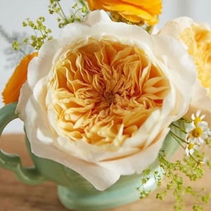 Wedding Rose -【Cream Yellow】Rare Cutting Rose| | エフィ|- 2 Gal Own Root Bara Root｜ 에피 Large Bloom| Excellent Resistance| Heat Resistant