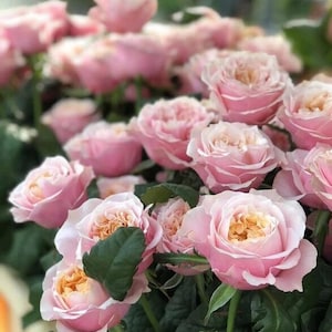 Rare Rose「Notting Hill」诺丁山| 2 Gal-OwnRoot Netherlands Florists Rose| New Varieties 摘星奇缘| Long flowering period| Strong Upright Flowers|