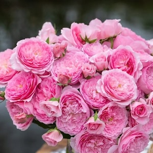 Rare【WanShan- 纨扇】｜1.5 Gal OwnRoot｜Strong Disease Resistance| Huge amount of flowers| New varietie 2020| serrated petals| Strong Adaptability