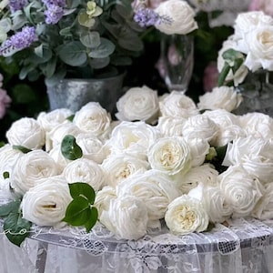 Peut inclure: Un bouquet de roses de jardin blanches disposées sur une nappe en dentelle. Les roses sont en pleine floraison et ont un aspect délicat et plissé.