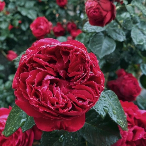 Climbing Rose【Red Eden】 5 Gal Own Root｜|Very Heat Resistant| Excellent Resistance| Huge amount of flowers| 红龙  |Less Thorns |Low Maintenanc