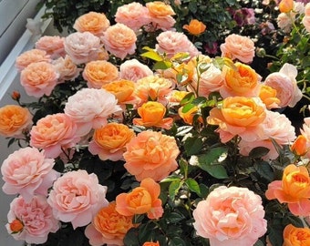 Rose[Juicy Terrazza]- 1.5 Gal OwnRoot| Netherlands Rose| Strong Disease Resistance |Vivid Colors| Abundant Flowering| Miniature 果汁阳台