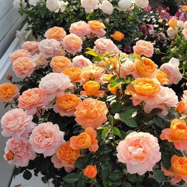 Rose[Juicy Terrazza]- 1.5 Gal OwnRoot| Netherlands Rose| Strong Disease Resistance |Vivid Colors| Abundant Flowering| Miniature 果汁阳台
