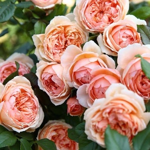 Rose {Masora| マソラ}  2ft Own Root Japanese Popular Climbing Live Plant| Strong Fruity Fragrance| Long Flowering|Heat Resistant |真宙|