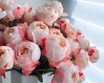 Rose【Princess Suki シャンスポム】 1 Gal OwnRoot | Japanese| Striped flower| Repeat flower | 苏琪公主-La Chance|Globularance | Less Thorns