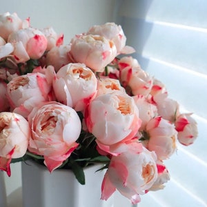 May include: A bouquet of light pink and white roses with red accents in a white square vase. The roses are in full bloom, with soft, layered petals. The background features a window with white blinds.