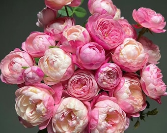 Rose【Japanese Mon Amou |和室】-OwnRoot- 1.5Gal  | Redolent| Heat Tolerant| Less thorns| Delicate| Discoloration| Fetching | Abundant Bloomi