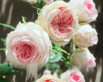 Rose【Pompon Veranda】-1.5 Gal+ OwnRoot LivePlant |门廊绒球 ポーチフルムーンローズ | Excellent Resistance| Heat Resistant| Strong Adaptability| Germany Ros