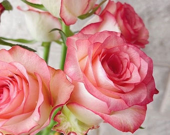 Popular Rose【Jumilia| ジュミリア】-1Gal OwnRoot| 朱米莉亞| Less Thorns| Cuttging Rose| Florists Rose| Heat Resistant| 艾莎| Less Thorns| Eeasy to Grow