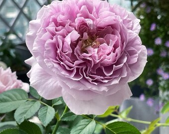 古箏（rose rosaさん専用） Rose【repartir |リパルティ―ル】-1.5 Gal Ownroot｜今井ナーセリー
