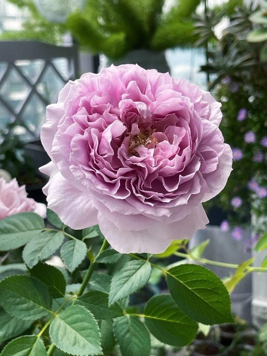 Rose【repartir |リパルティ―ル】-1.5 Gal Ownroot｜今井ナーセリー
