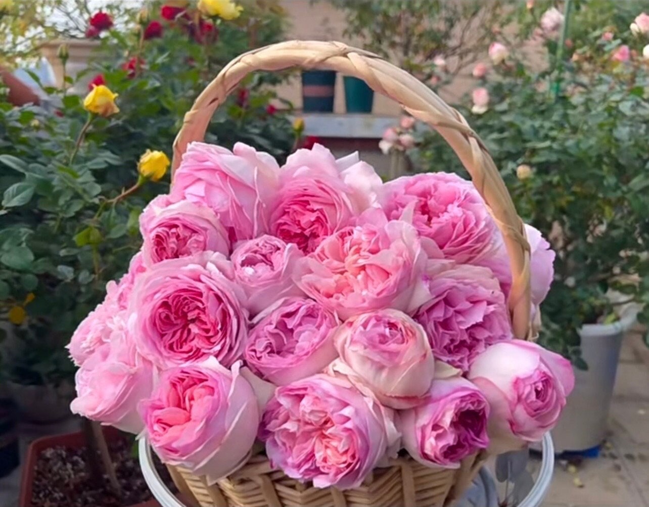 Yves Rose【l'esprit De Fille| レスプリドフィーユ】1.5 Gal Japanese