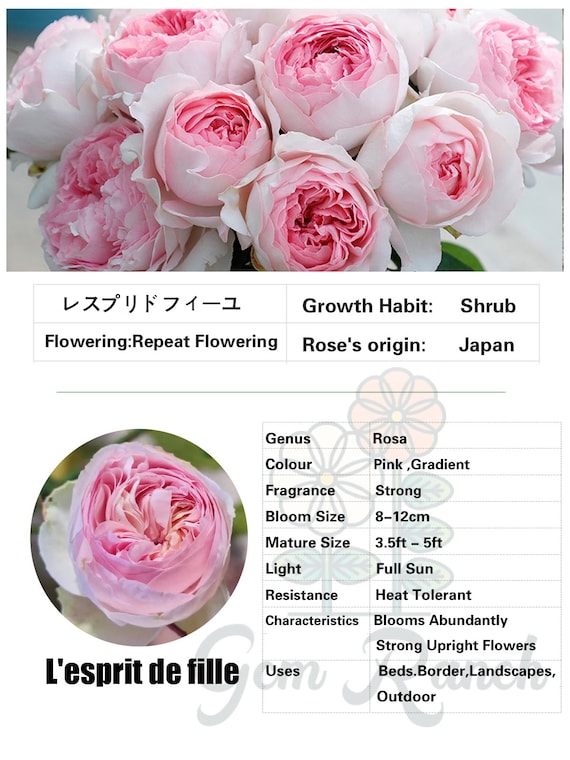 Yves Rose【l'esprit De Fille| レスプリドフィーユ】1.5 Gal Japanese