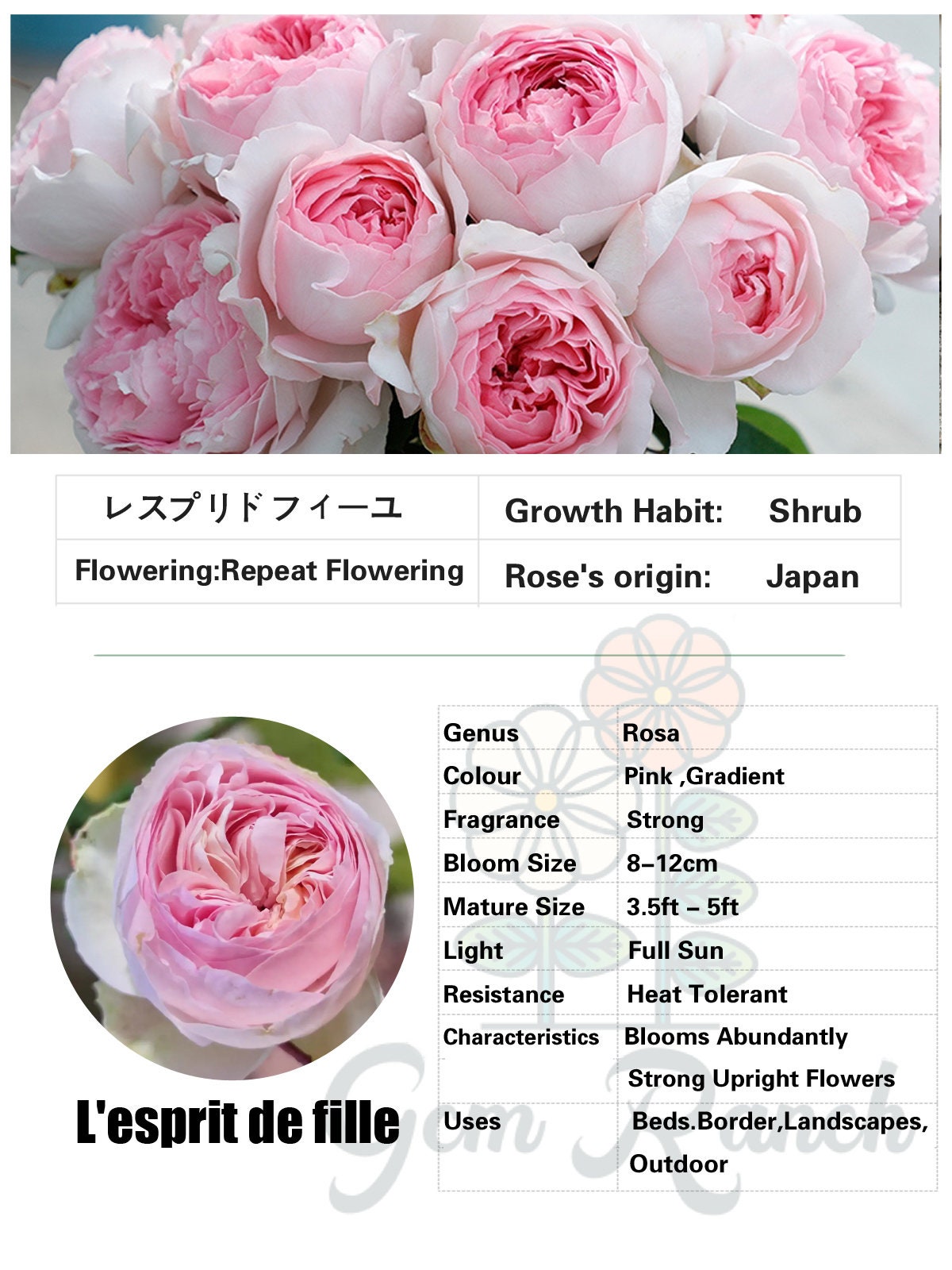 Yves Rose【l'esprit De Fille| レスプリドフィーユ】1.5 Gal Japanese