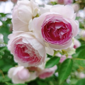 Puede incluir: Un grupo de rosas rosadas y blancas en flor. Las rosas tienen un aspecto delicado y en capas con un centro rosa suave.