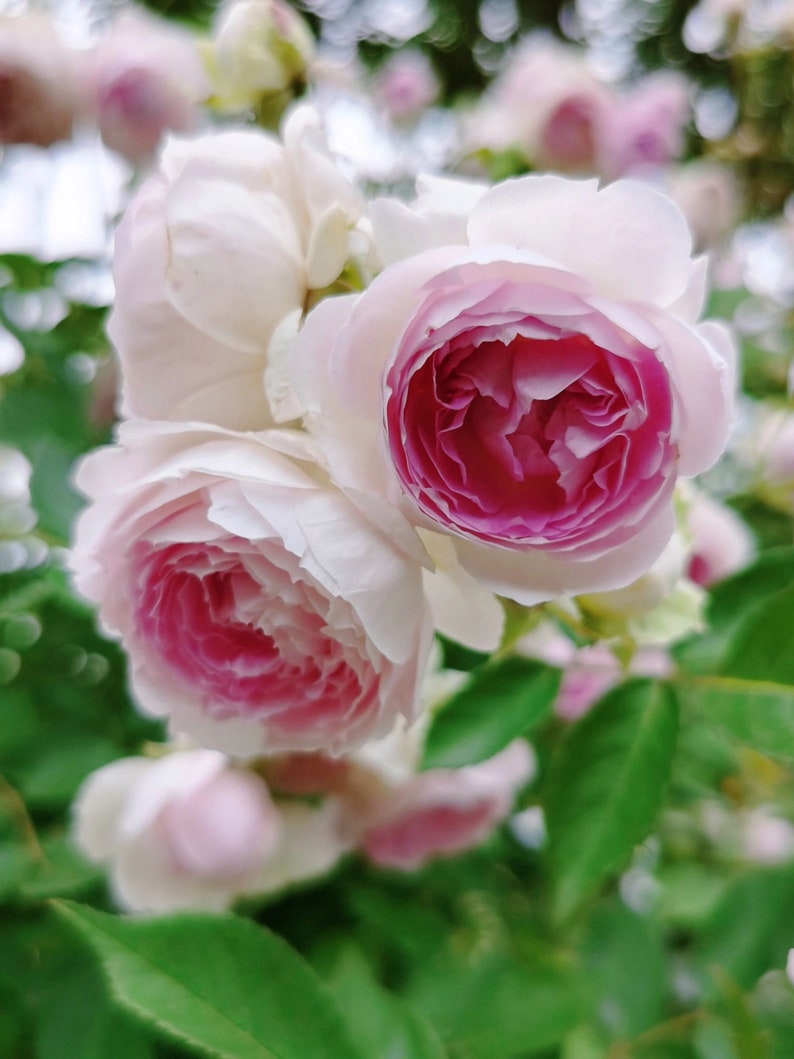 Puede incluir: Un grupo de rosas rosadas y blancas en flor. Las rosas tienen un aspecto delicado y en capas con un centro rosa suave.
