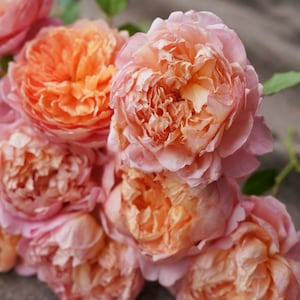 Puede incluir: Un ramo de rosas de color melocotón y rosa con pétalos rizados.