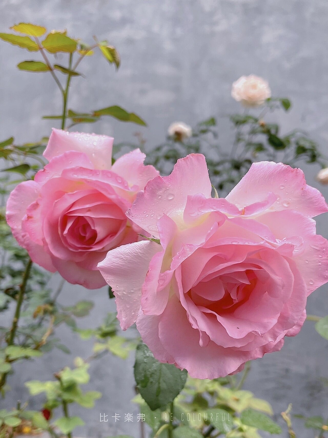 Rose【rien Rose| リアン・ローズ| 絆 】-2 Gal Ownroot Liveplant