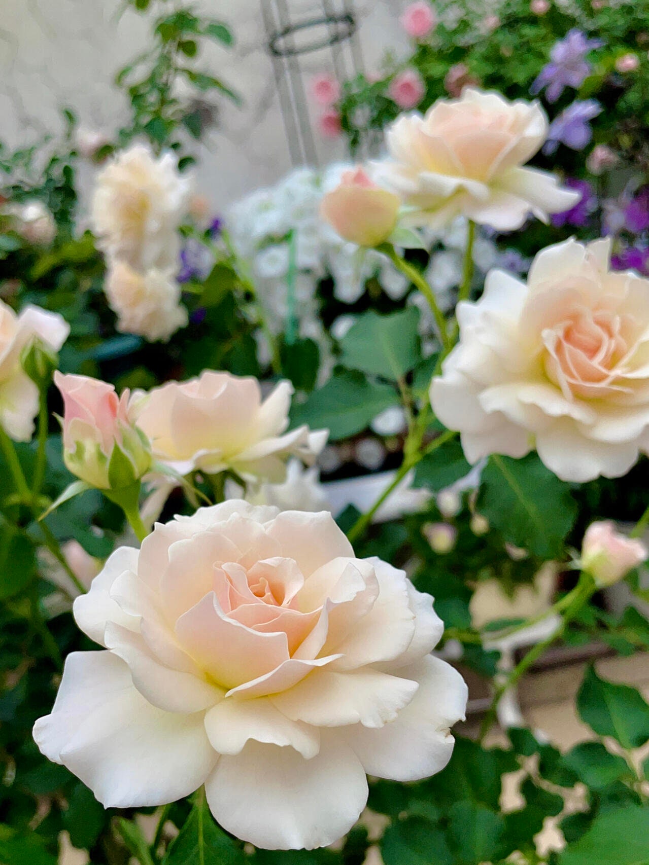 夏セール開催中 MAX80%OFF！ Rose【chou Sumiko Liveplant| Ownroot Gal 3 Chou｜シュシュ】- ビール・発泡酒