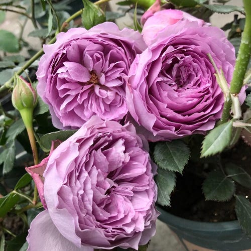 ROSE様 Rose【lapis Lazuli| ラピスラズリ】1.5gal Ownroot｜bloom Repeatedly