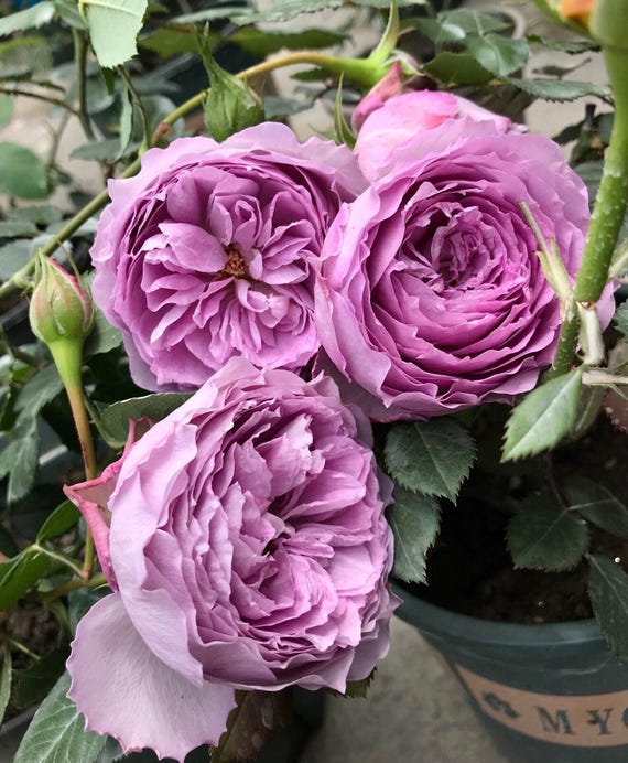 Rose【lapis Lazuli| ラピスラズリ】1.5gal Ownroot｜bloom Repeatedly