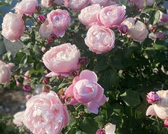 May include: A bush of pink roses in full bloom. The roses are clustered together, creating a beautiful display of delicate petals and vibrant color.