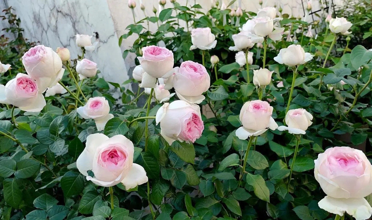 Yves Maiden Heart/ Yves L'esprit de fille - Heart Shrub Rose Plant – SG Rose  Corner