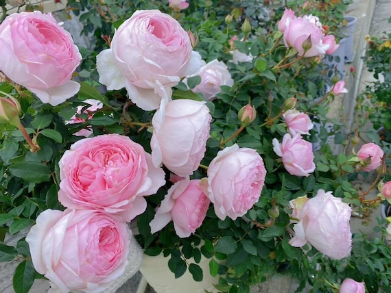 Rose【misaki - みさき】rare Rose| 1.5gallon Ownroot Bareroot