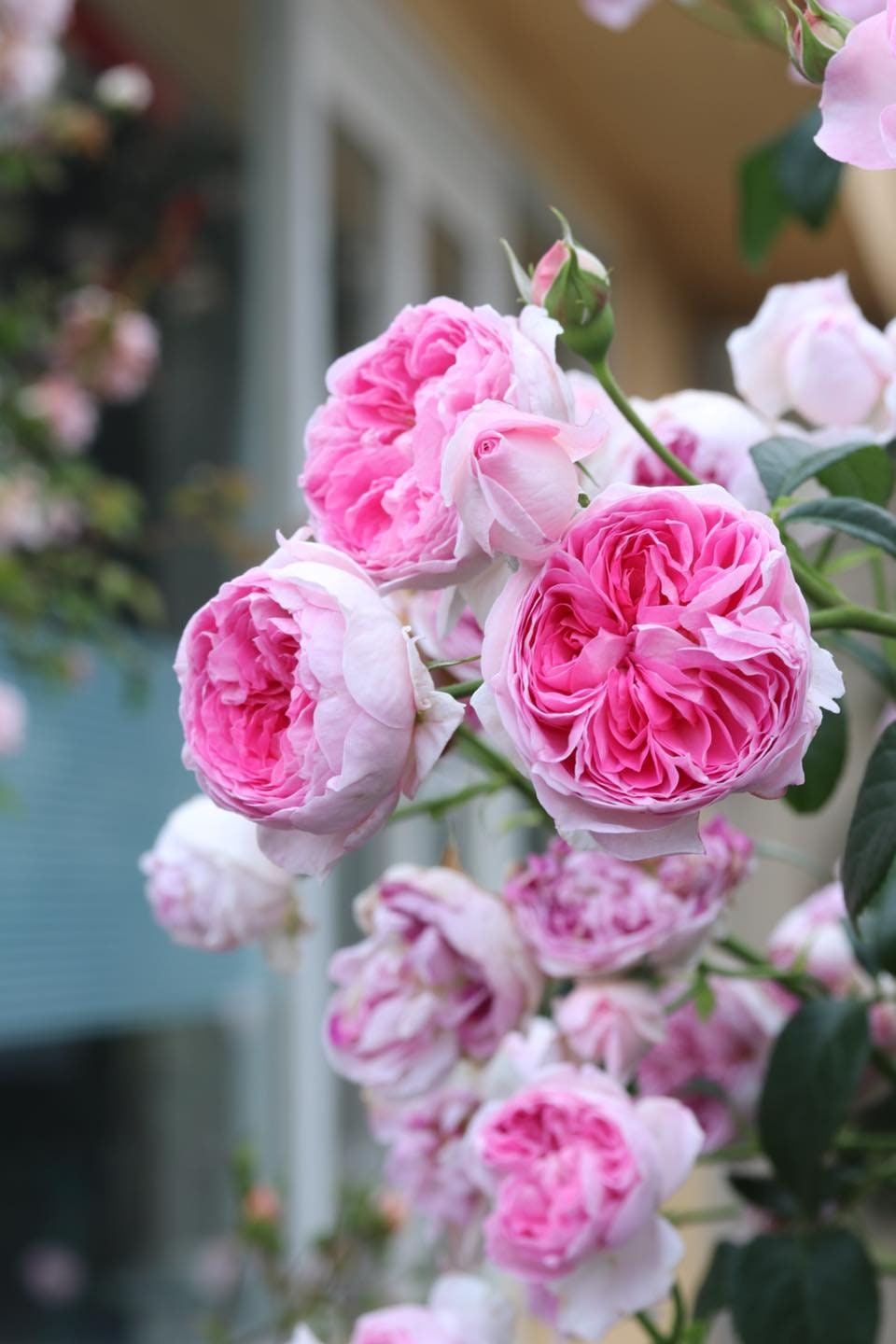 Rose【mon Coeur|モンクゥール】 -1.5gal+ Ownroot| Bloom Repeatedly