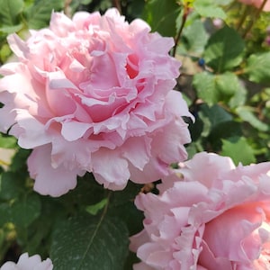 Rosa {Sophie Rochas} -1.5 Gal OwnRoot| Fragrance| Climbing & shrub | Strong Disease Resistance| Large Bloom|Peony blooms| Rapid Growth 索菲罗莎