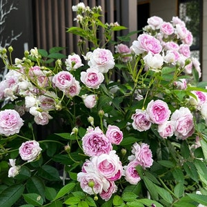 Puede incluir: Un arbusto de rosas rosadas con hojas verdes. Las rosas est&aacute;n en plena floraci&oacute;n y tienen un aspecto delicado y arrugado.