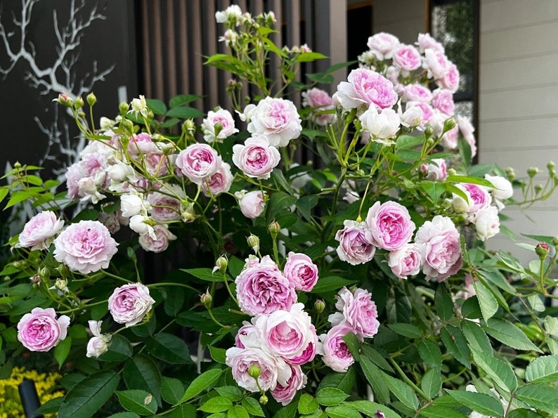 Puede incluir: Un arbusto de rosas rosadas con hojas verdes. Las rosas est&aacute;n en plena floraci&oacute;n y tienen un aspecto delicado y arrugado.