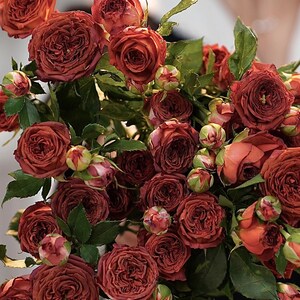 Rare Rose【Chocolate Bubbles |チョコレートバブル】-1 Gal+ Own Root| Sun Tolerant| Strong Disease Resistance| Less Thorns| 巧克力泡泡| Long flowering period