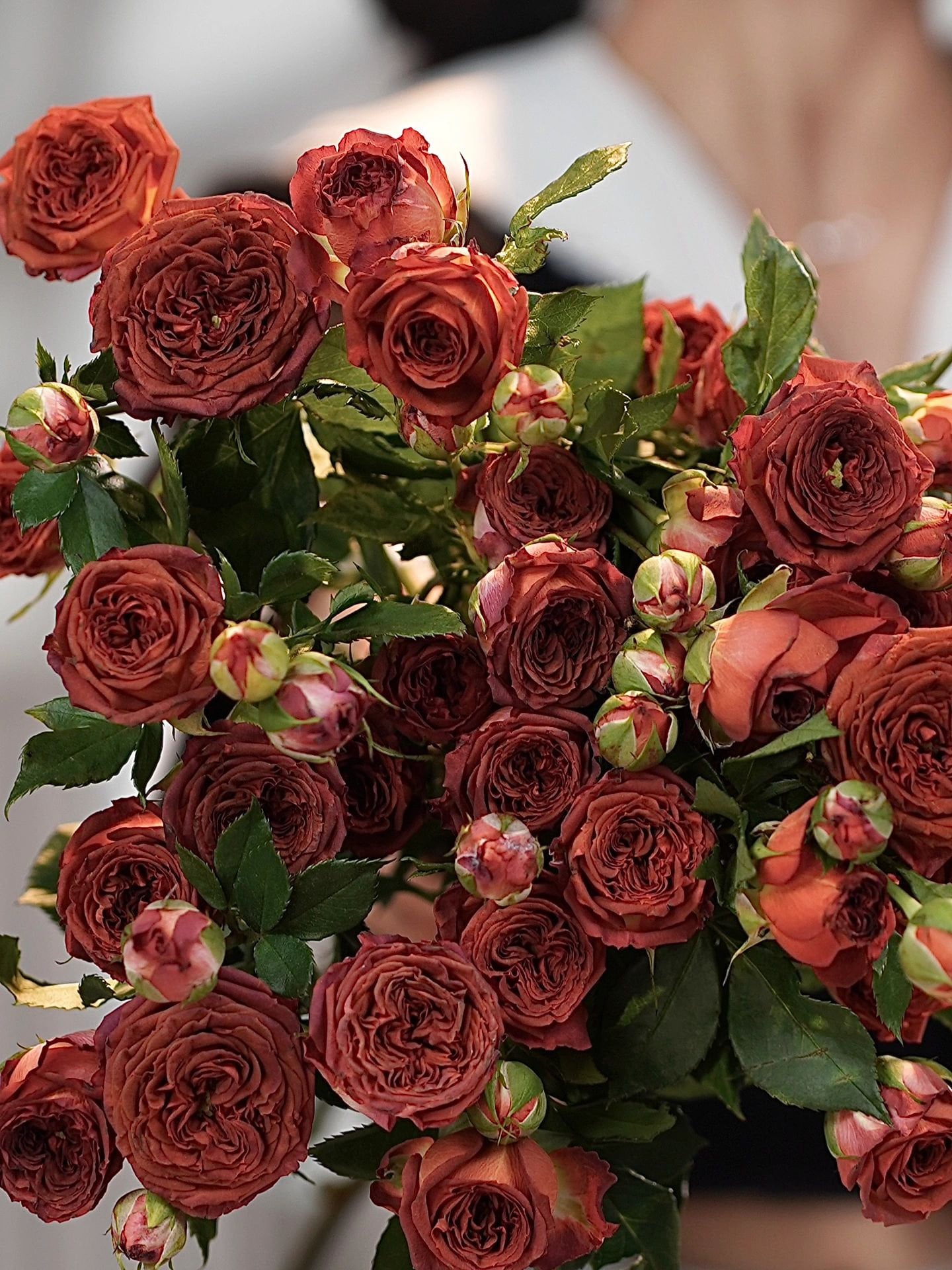 小物 Rose rose Rare Rose【chocolate Bubbles |チョコレートバブル】-1 Gal+ Own Root