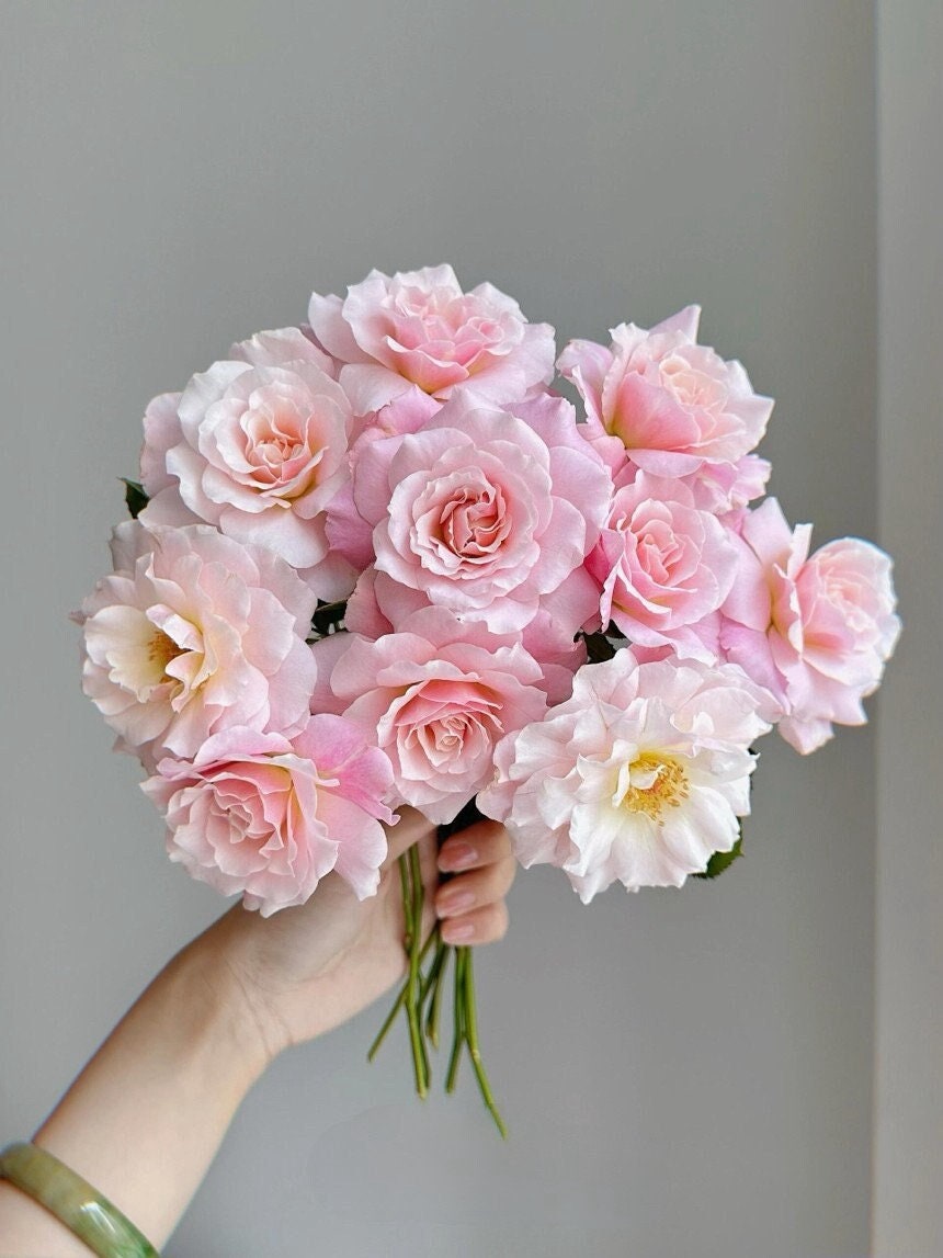 売上実績NO.1 Rose【chou Chou｜シュシュ】- Sumiko Liveplant| Ownroot Gal 3 ビール・発泡酒