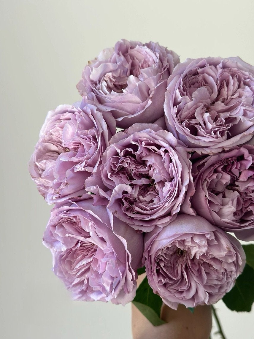 Rose【repartir |リパルティ―ル】-1.5 Gal Ownroot｜今井ナーセリー