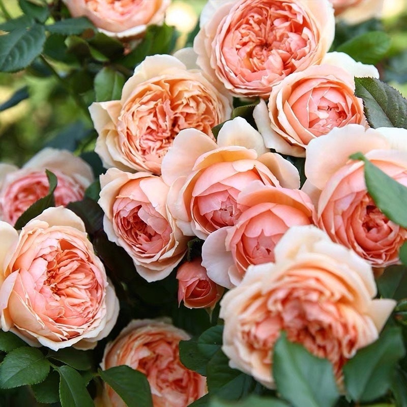 【SUKALA】ヨガマット（Rose） SUKALA】ヨガマット（Rose）