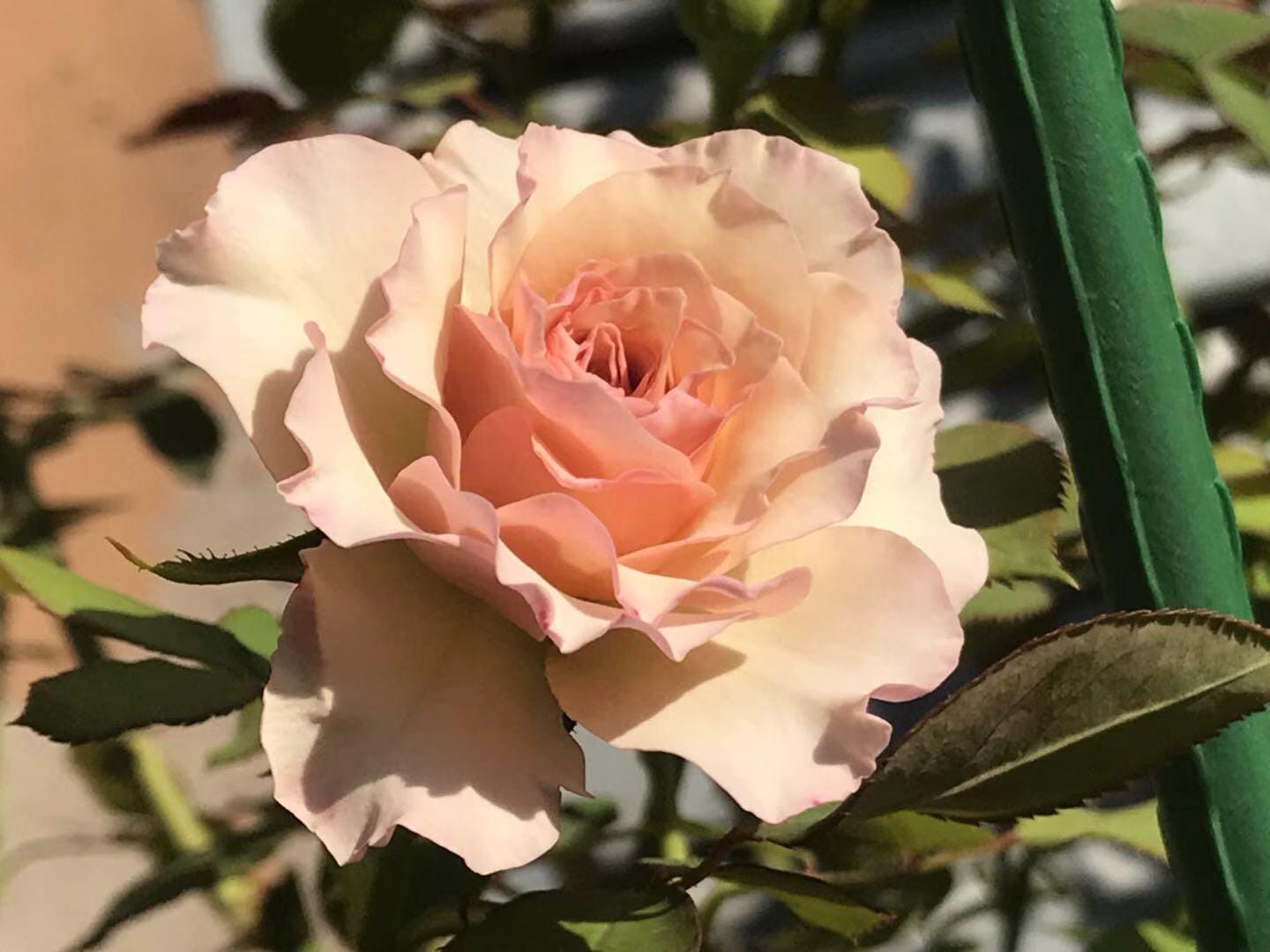 Rose【ailes｜エール】-liveplant｜第九天使｜winged Angel of Light