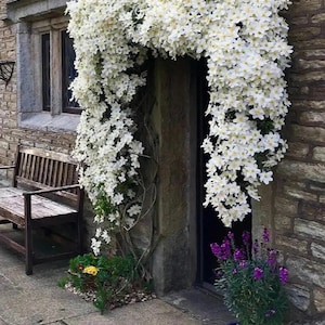 Puede incluir: Una vid con flores blancas crece sobre un arco de piedra y una puerta. La vid está en plena floración, con muchas pequeñas flores blancas. La puerta está enmarcada por la vid, y hay una pared de piedra detrás de ella.