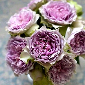 Rose【Coffret｜コフレ】-1.5 Gal OwnRoot Bare Root｜Makiko Kawamoto 河本｜Vintage Purple| 首饰盒| Heat Resistant| Easy to Grow| Long flowering period