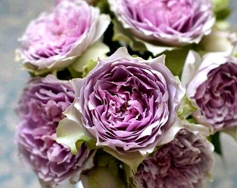 Rose【Coffret｜コフレ】-1.5 Gal OwnRoot Bare Root｜Makiko Kawamoto 河本｜Vintage Purple| 首饰盒| Heat Resistant| Easy to Grow| Long flowering period