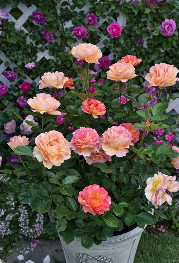 Rose [La Parisienne ] 3 Gal OwnRoot Discoloration Multicolor