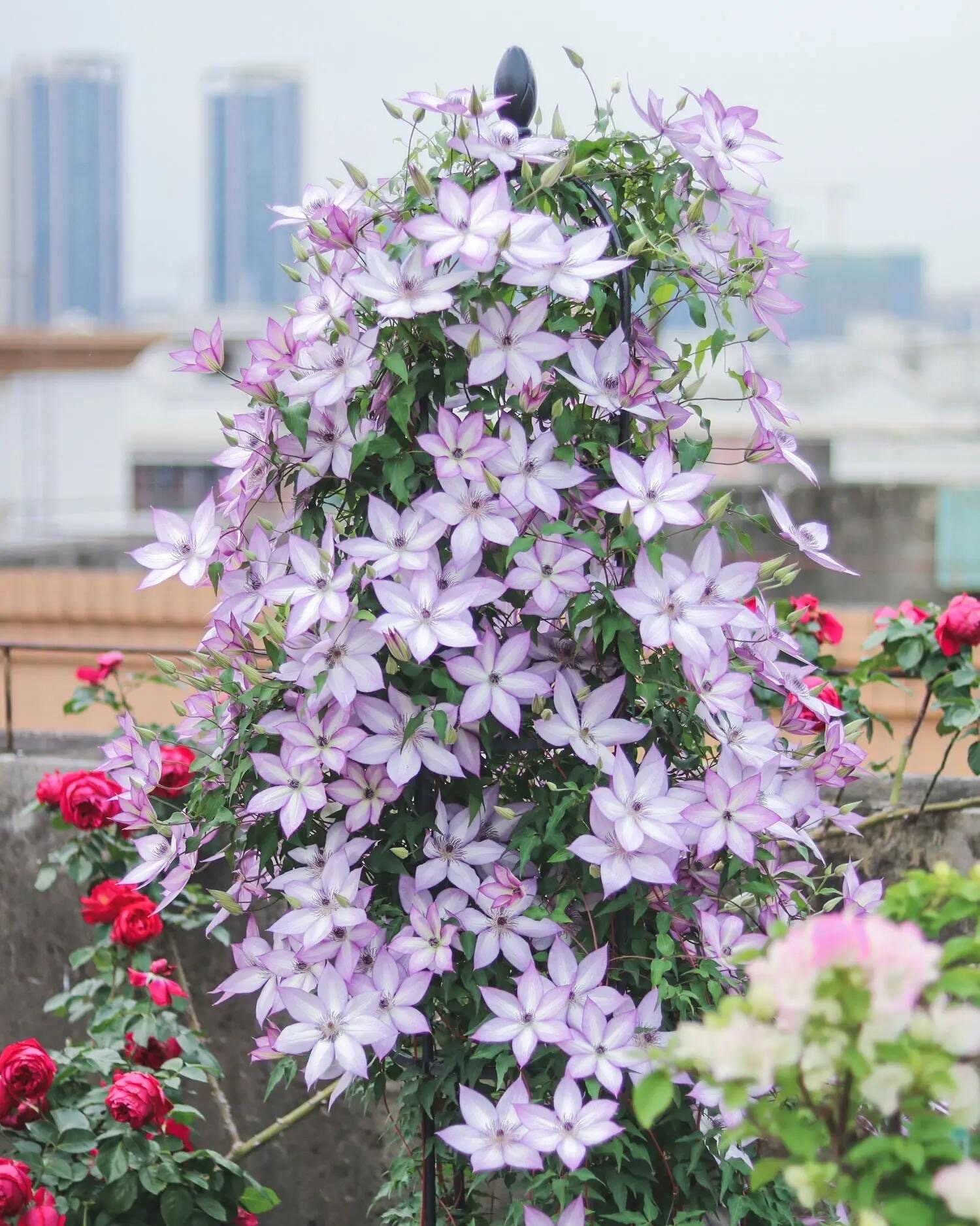 clematis出品 Clematis 【utopia｜ユートピア】-9p Liveplant| Popular